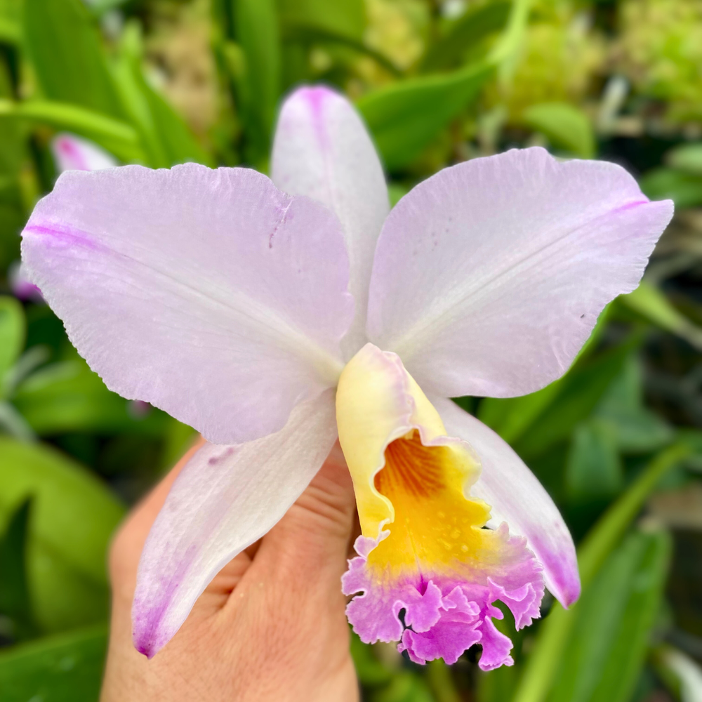 Rlc. Diego Pink Puff — Palmer Orchids
